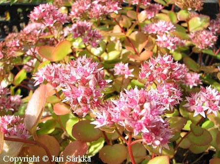 Sedum Populifolium-Ryhm 'Thua', tuoksumaksaruoho